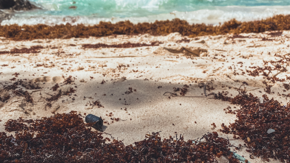 l'algue sargasse sur une plage au mexique